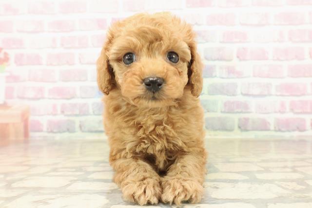 東京都のトイプードル(トイ) (Coo&RIKU阿佐ヶ谷店/2025年10月3日生まれ/男の子/アプリコット)の子犬の1枚目の画像