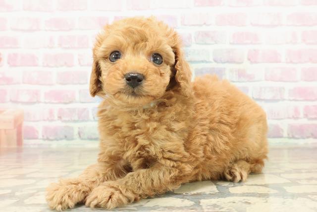 東京都のトイプードル(トイ) (Coo&RIKU阿佐ヶ谷店/2025年10月3日生まれ/男の子/アプリコット)の子犬の2枚目の画像