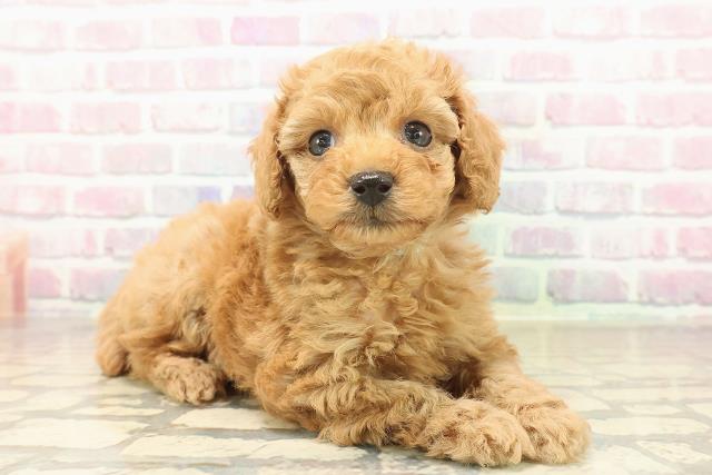 東京都のトイプードル(トイ) (Coo&RIKU阿佐ヶ谷店/2025年10月3日生まれ/男の子/アプリコット)の子犬の3枚目の画像