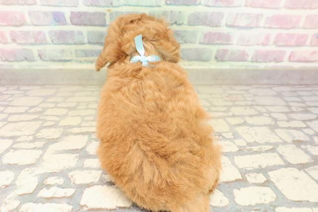 東京都のトイプードル(トイ) (Coo&RIKU阿佐ヶ谷店/2025年10月3日生まれ/男の子/アプリコット)の子犬の4枚目の画像