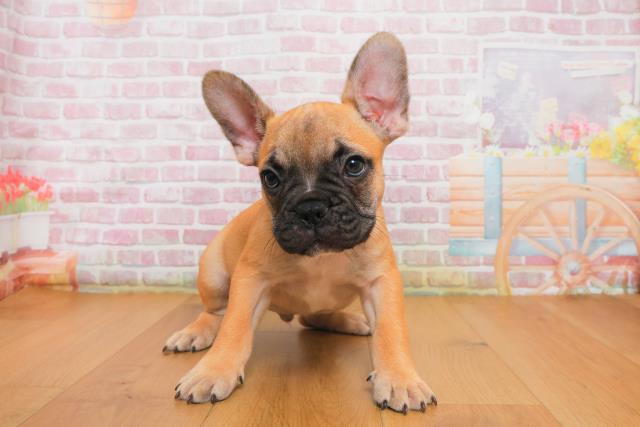 福島県のフレンチブルドッグ (Coo&RIKU福島店/2025年9月29日生まれ/男の子/フォーンホワイト)の子犬
