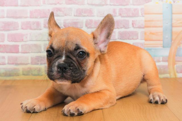 岩手県のフレンチブルドッグ (Coo&RIKU岩手盛岡店/2025年9月29日生まれ/女の子/フォーンホワイト)の子犬の2枚目の画像