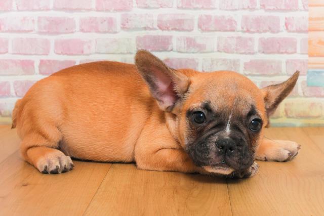 岩手県のフレンチブルドッグ (Coo&RIKU岩手盛岡店/2025年9月29日生まれ/女の子/フォーンホワイト)の子犬の3枚目の画像