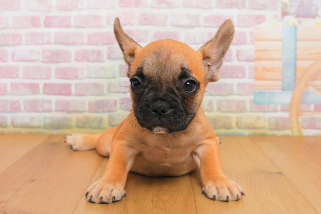 宮城県のフレンチブルドッグ (Coo&RIKU仙台太白店/2025年9月29日生まれ/女の子/フォーンホワイト)の子犬