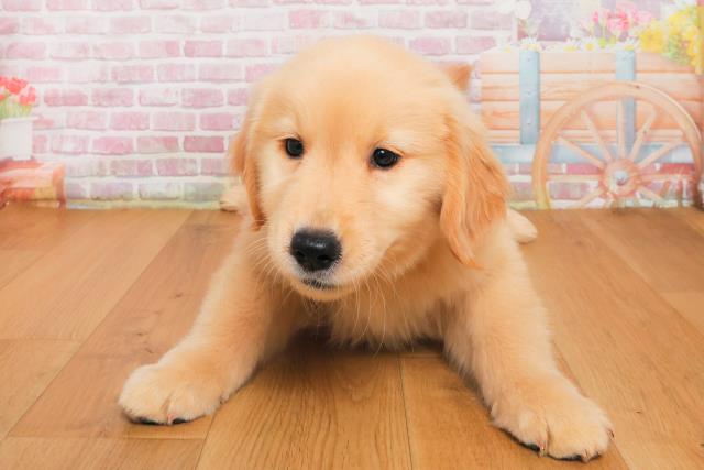 栃木県のゴールデンレトリバー (Coo&RIKU宇都宮店/2025年9月29日生まれ/男の子/ゴールド)の子犬の1枚目の画像