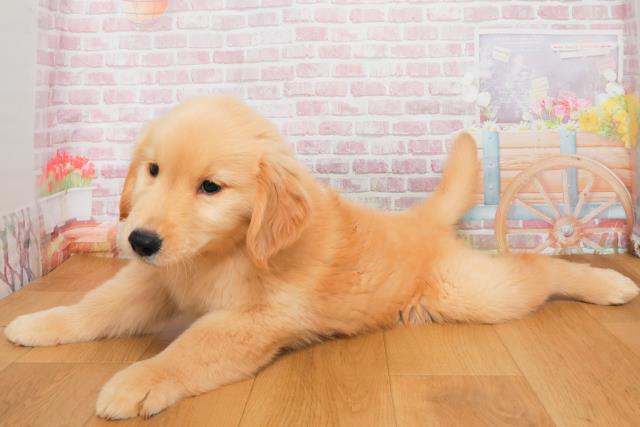 栃木県のゴールデンレトリバー (Coo&RIKU宇都宮店/2025年9月29日生まれ/男の子/ゴールド)の子犬の2枚目の画像
