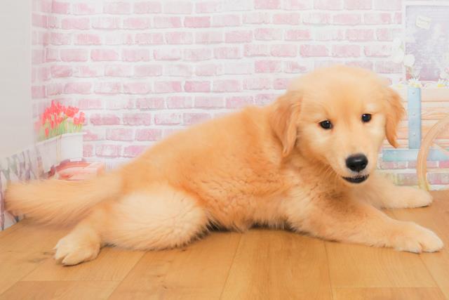 栃木県のゴールデンレトリバー (Coo&RIKU宇都宮店/2025年9月29日生まれ/男の子/ゴールド)の子犬の3枚目の画像