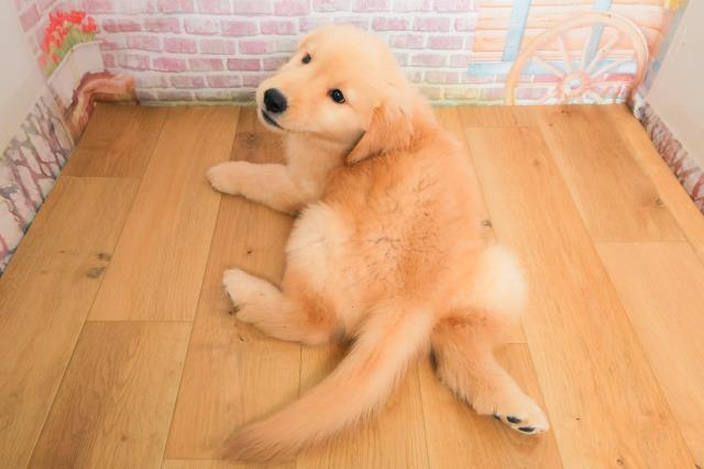栃木県のゴールデンレトリバー (Coo&RIKU宇都宮店/2025年9月29日生まれ/男の子/ゴールド)の子犬の4枚目の画像