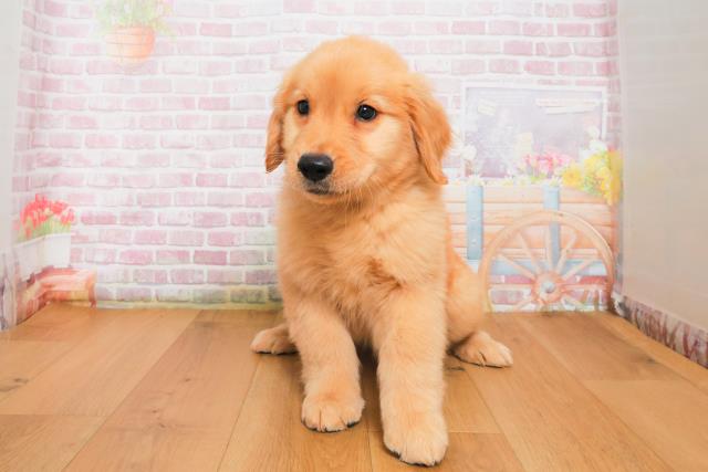 群馬県のゴールデンレトリバー (Coo&RIKU前橋店/2025年9月29日生まれ/男の子/ゴールド)の子犬の1枚目の画像