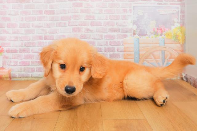 群馬県のゴールデンレトリバー (Coo&RIKU前橋店/2025年9月29日生まれ/男の子/ゴールド)の子犬の2枚目の画像