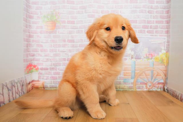 群馬県のゴールデンレトリバー (Coo&RIKU前橋店/2025年9月29日生まれ/男の子/ゴールド)の子犬の3枚目の画像