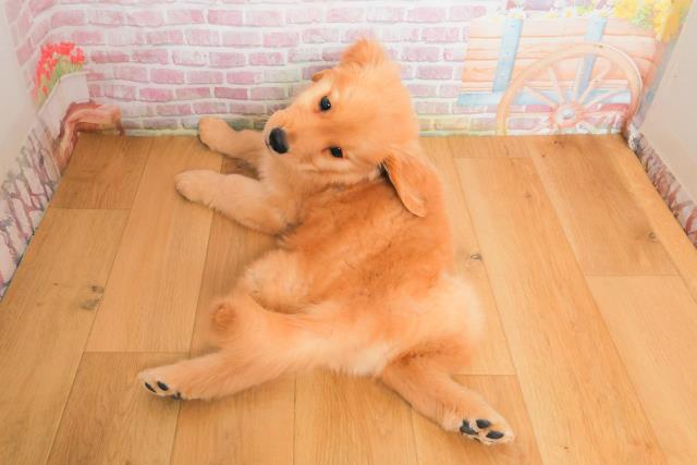群馬県のゴールデンレトリバー (Coo&RIKU前橋店/2025年9月29日生まれ/男の子/ゴールド)の子犬の4枚目の画像