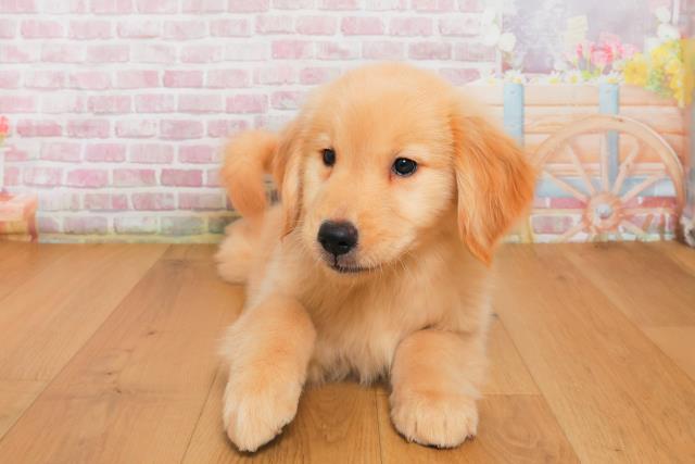 群馬県のゴールデンレトリバー (Coo&RIKU高崎店/2025年9月29日生まれ/女の子/ゴールド)の子犬の1枚目の画像