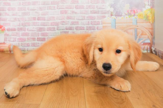 群馬県のゴールデンレトリバー (Coo&RIKU高崎店/2025年9月29日生まれ/女の子/ゴールド)の子犬の3枚目の画像