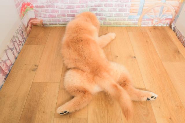 群馬県のゴールデンレトリバー (Coo&RIKU高崎店/2025年9月29日生まれ/女の子/ゴールド)の子犬の4枚目の画像