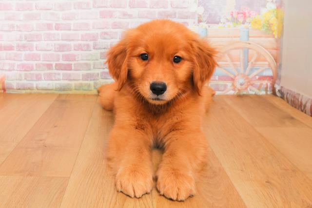 新潟県のゴールデンレトリバー (Coo&RIKU新潟西店/2025年9月29日生まれ/女の子/ゴールド)の子犬の1枚目の画像