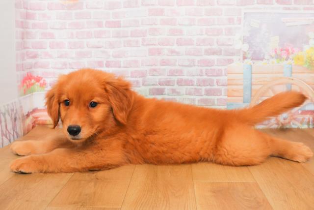 新潟県のゴールデンレトリバー (Coo&RIKU新潟西店/2025年9月29日生まれ/女の子/ゴールド)の子犬の2枚目の画像