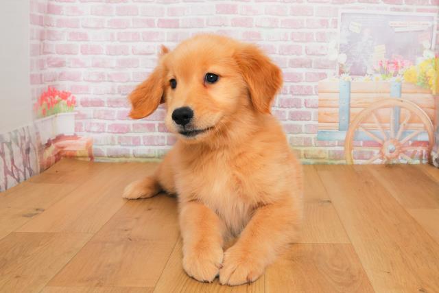 新潟県のゴールデンレトリバー (Coo&RIKU上越店/2025年9月29日生まれ/女の子/ゴールド)の子犬の1枚目の画像