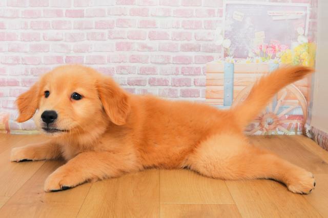 新潟県のゴールデンレトリバー (Coo&RIKU上越店/2025年9月29日生まれ/女の子/ゴールド)の子犬の2枚目の画像