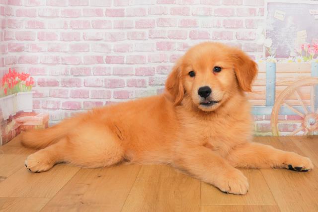 新潟県のゴールデンレトリバー (Coo&RIKU上越店/2025年9月29日生まれ/女の子/ゴールド)の子犬の3枚目の画像