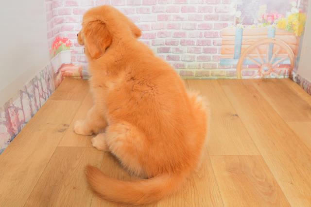 新潟県のゴールデンレトリバー (Coo&RIKU上越店/2025年9月29日生まれ/女の子/ゴールド)の子犬の4枚目の画像