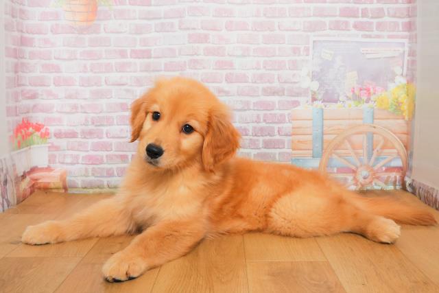 長野県のゴールデンレトリバー (Coo&RIKU長野店/2025年9月29日生まれ/女の子/ゴールド)の子犬の2枚目の画像