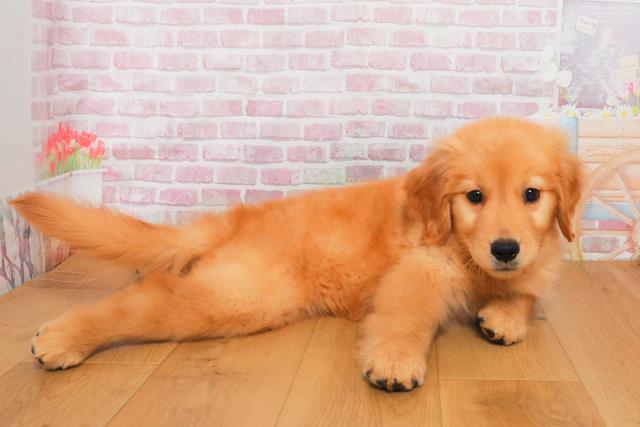 長野県のゴールデンレトリバー (Coo&RIKU長野店/2025年9月29日生まれ/女の子/ゴールド)の子犬の3枚目の画像