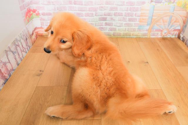 長野県のゴールデンレトリバー (Coo&RIKU長野店/2025年9月29日生まれ/女の子/ゴールド)の子犬の4枚目の画像