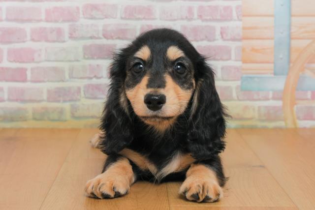 宮城県のカニンヘンダックスフンド(ロング) (Coo&RIKUイオンタウン古川店/2025年10月1日生まれ/男の子/ブラックイエロー)の子犬