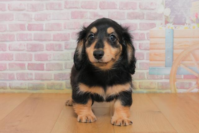 岩手県のカニンヘンダックスフンド(ロング) (Coo&RIKU一関店/2025年10月1日生まれ/男の子/ブラックイエロー)の子犬