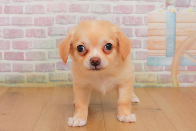 宮城県のチワワ(ロング) (Coo&RIKUイオンタウン古川店/2025年10月1日生まれ/男の子/クリームホワイト)の子犬