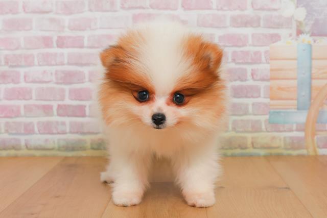 福島県のポメラニアン (Coo&RIKU福島店/2025年10月2日生まれ/男の子/パーティーカラー)の子犬