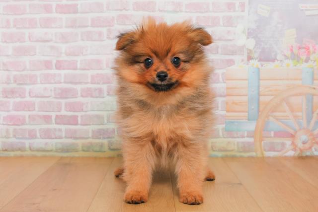 栃木県のポメラニアン (Coo&RIKU宇都宮店/2025年10月2日生まれ/男の子/オレンジセーブル)の子犬の1枚目の画像