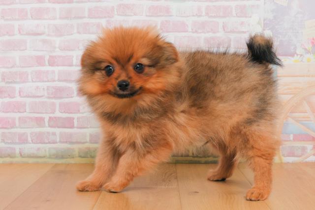 栃木県のポメラニアン (Coo&RIKU宇都宮店/2025年10月2日生まれ/男の子/オレンジセーブル)の子犬の2枚目の画像