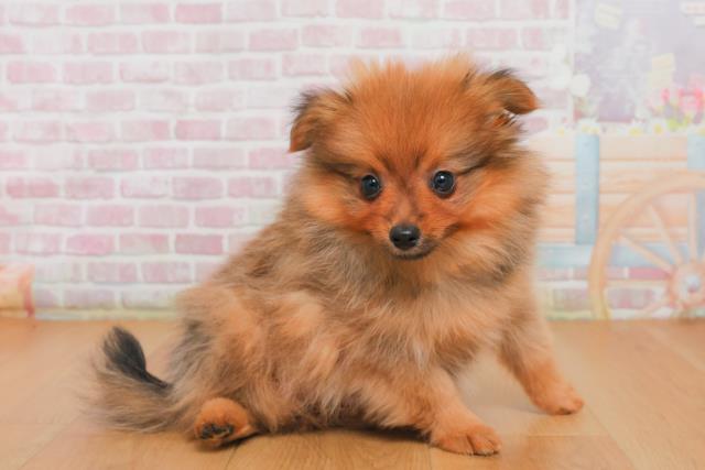 栃木県のポメラニアン (Coo&RIKU宇都宮店/2025年10月2日生まれ/男の子/オレンジセーブル)の子犬の3枚目の画像