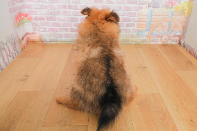 栃木県のポメラニアン (Coo&RIKU宇都宮店/2025年10月2日生まれ/男の子/オレンジセーブル)の子犬の4枚目の画像