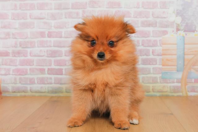 栃木県のポメラニアン (Coo&RIKU足利店/2025年10月2日生まれ/女の子/オレンジセーブル)の子犬の1枚目の画像