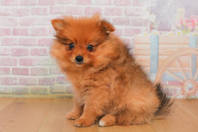 栃木県のポメラニアン (Coo&RIKU足利店/2025年10月2日生まれ/女の子/オレンジセーブル)の子犬の2枚目の画像