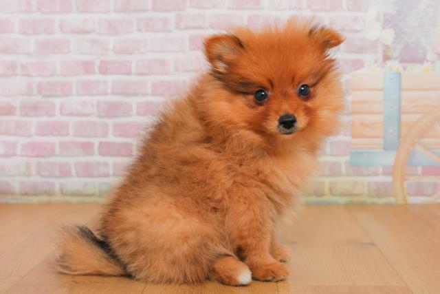 栃木県のポメラニアン (Coo&RIKU足利店/2025年10月2日生まれ/女の子/オレンジセーブル)の子犬の3枚目の画像