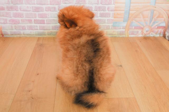 栃木県のポメラニアン (Coo&RIKU足利店/2025年10月2日生まれ/女の子/オレンジセーブル)の子犬の4枚目の画像