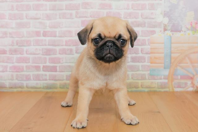 福島県のパグ (Coo&RIKU福島店/2025年10月2日生まれ/男の子/フォーン)の子犬