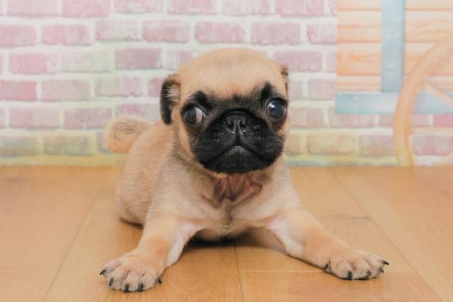 青森県のパグ (Coo&RIKU八戸店/2025年10月2日生まれ/男の子/フォーン)の子犬