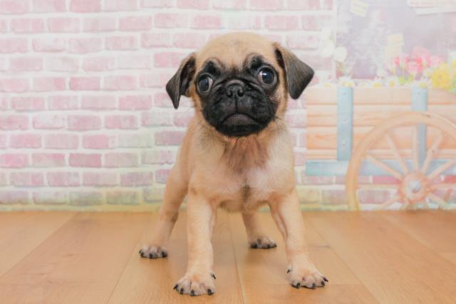 栃木県のパグ (Coo&RIKUイオンタウン佐野店/2025年10月2日生まれ/男の子/フォーン)の子犬の1枚目の画像