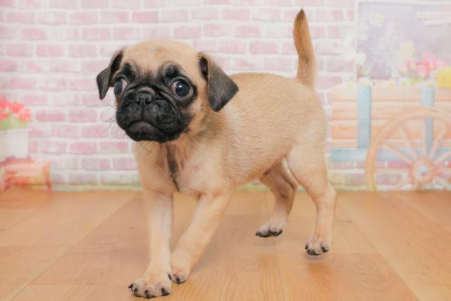 栃木県のパグ (Coo&RIKUイオンタウン佐野店/2025年10月2日生まれ/男の子/フォーン)の子犬の2枚目の画像