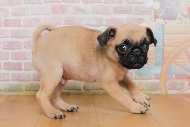 栃木県のパグ (Coo&RIKUイオンタウン佐野店/2025年10月2日生まれ/男の子/フォーン)の子犬の3枚目の画像