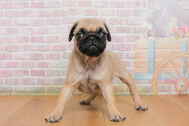 新潟県のパグ (Coo&RIKU長岡店/2025年10月2日生まれ/女の子/フォーン)の子犬