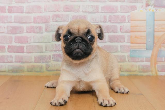 新潟県のパグ (Coo&RIKU上越店/2025年10月2日生まれ/女の子/フォーン)の子犬の1枚目の画像