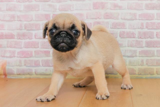 新潟県のパグ (Coo&RIKU上越店/2025年10月2日生まれ/女の子/フォーン)の子犬の2枚目の画像