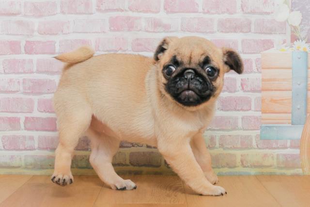 新潟県のパグ (Coo&RIKU上越店/2025年10月2日生まれ/女の子/フォーン)の子犬の3枚目の画像