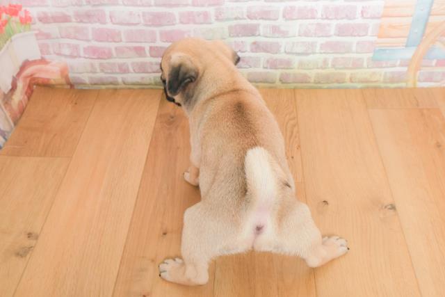 新潟県のパグ (Coo&RIKU上越店/2025年10月2日生まれ/女の子/フォーン)の子犬の4枚目の画像